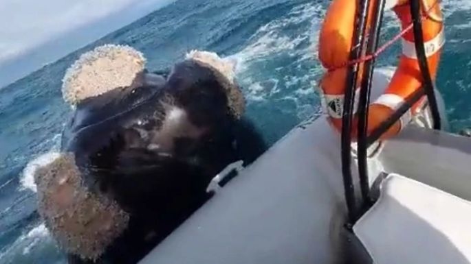 Video: Realizaban un curso de timonel y una ballena les apoyó la cabeza en la lancha