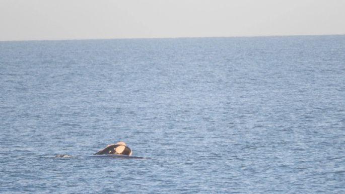 Show de ballenas en Balneario Orense