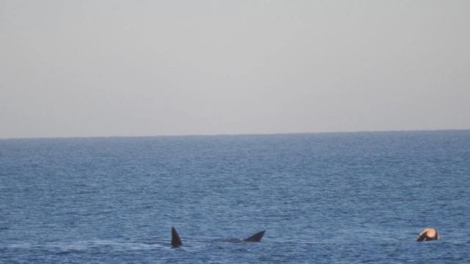 Show de ballenas en Balneario Orense