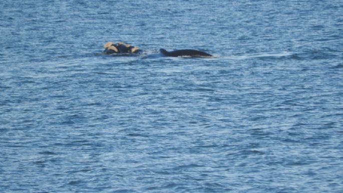 Show de ballenas en Balneario Orense