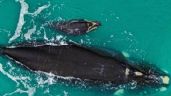 Espectacular imagen de una ballena junto a su cría frente a la costa de Necochea