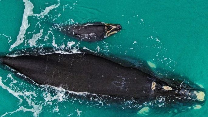 Espectacular imagen de una ballena junto a su cría frente a la costa de Necochea