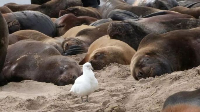 Investigan un posible brote de gripe aviar entre los lobos marinos de Necochea