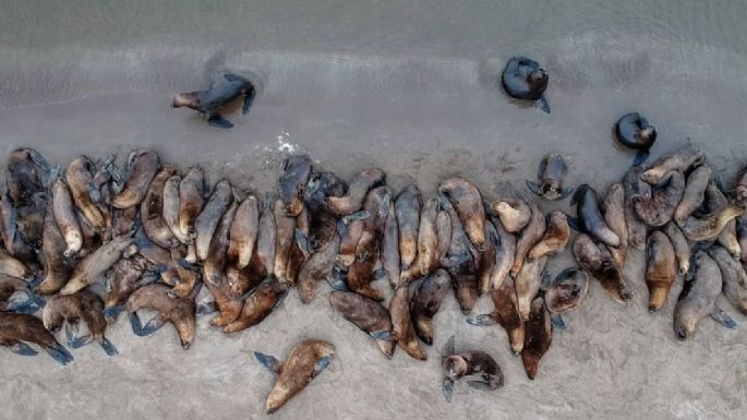 Muertes de Lobos Marinos: Las recomendaciones a la población ante un posible foco de Gripe Aviar