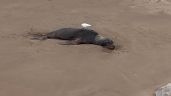 ¿Cómo se propagó la gripe aviar en la colonia de lobos marinos de Necochea?