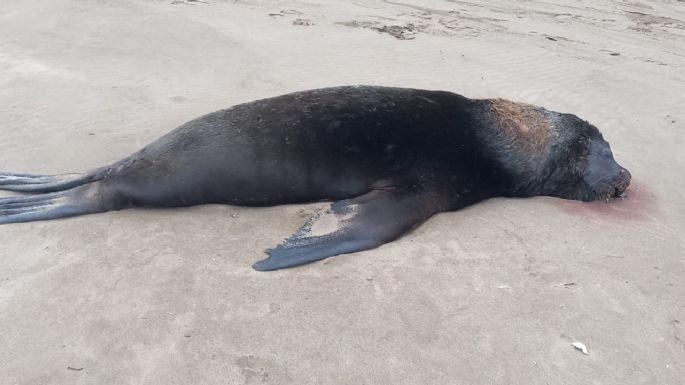 Muertes de lobos marinos: En las próximas horas se conocerán los resultados de los estudios de las muestras