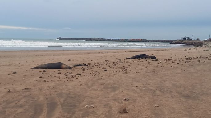 Muertes de lobos marinos: En las próximas horas se conocerán los resultados de los estudios de las muestras