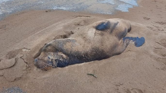 Muertes de lobos marinos: En las próximas horas se conocerán los resultados de los estudios de las muestras