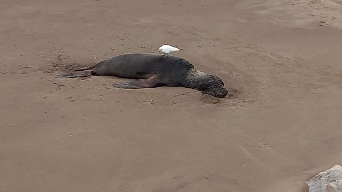 Muertes de lobos marinos: En las próximas horas se conocerán los resultados de los estudios de las muestras