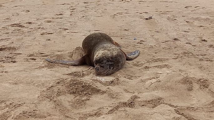 Muertes de lobos marinos: En las próximas horas se conocerán los resultados de los estudios de las muestras