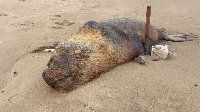 Senasa confirmó que los lobos marinos murieron por gripe aviar