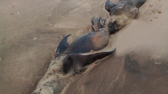 Preocupación en Mar del Plata y Tres Arroyos por la aparición de lobos marinos muertos