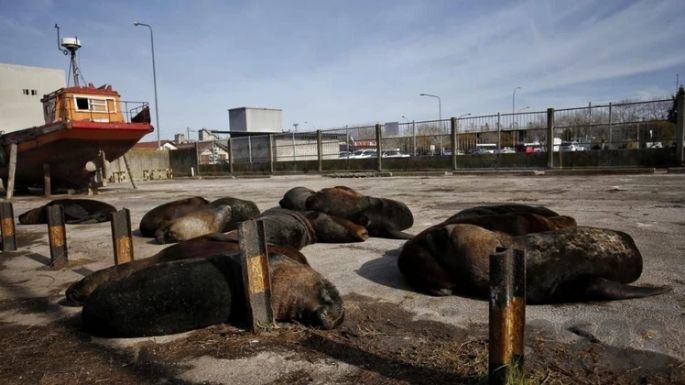 Gripe Aviar: Ya son 18 los lobos marinos muertos o moribundos en Mar del Plata e investigan un posible brote