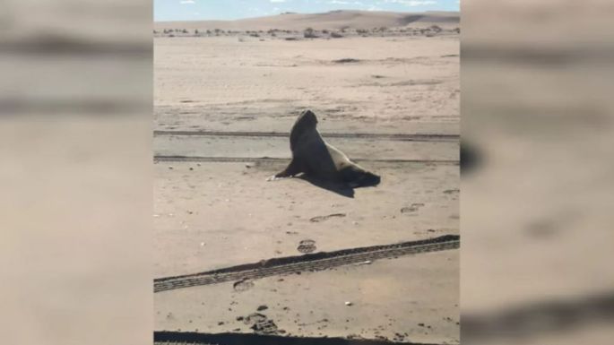 Encontraron lobos marinos muertos en Monte Hermoso