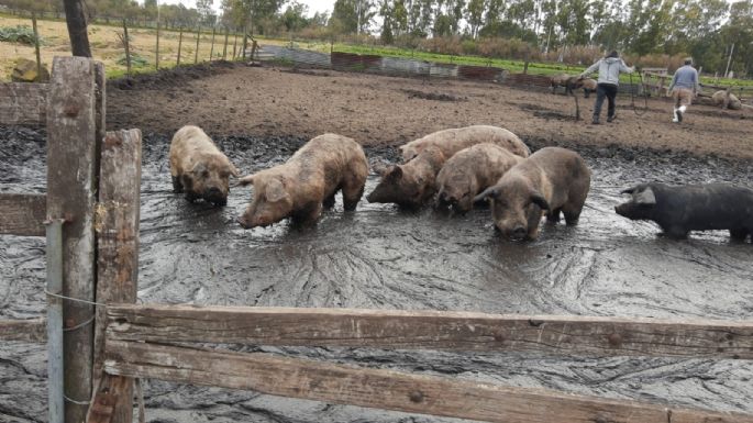 Detectaron triquinosis en muestras de cerdos de Tres Arroyos y hay personas afectadas