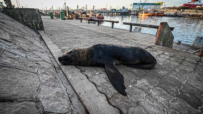 Gripe aviar: Encontraron 25 lobos marinos muertos en Mar del Plata y 7 en Villarino