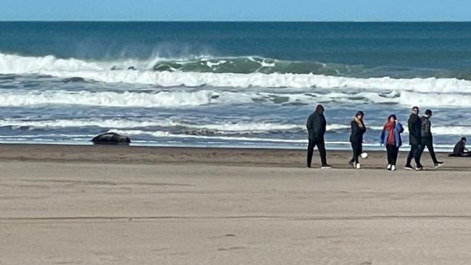 Lobos enfermos en la playa: Una cuestión sanitaria que podría afectar al turismo esta temporada