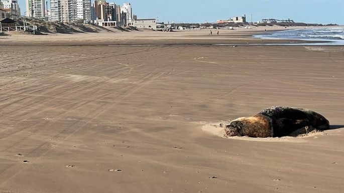 Lobos enfermos en la playa: Una cuestión sanitaria que podría afectar al turismo esta temporada