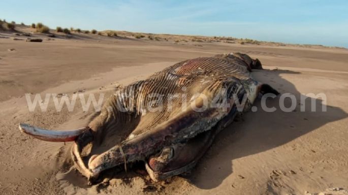 Encontraron el cadáver en descomposición de una ballena en la zona de Balneario Los Ángeles