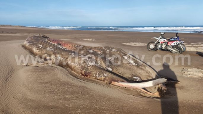 Encontraron el cadáver en descomposición de una ballena en la zona de Balneario Los Ángeles