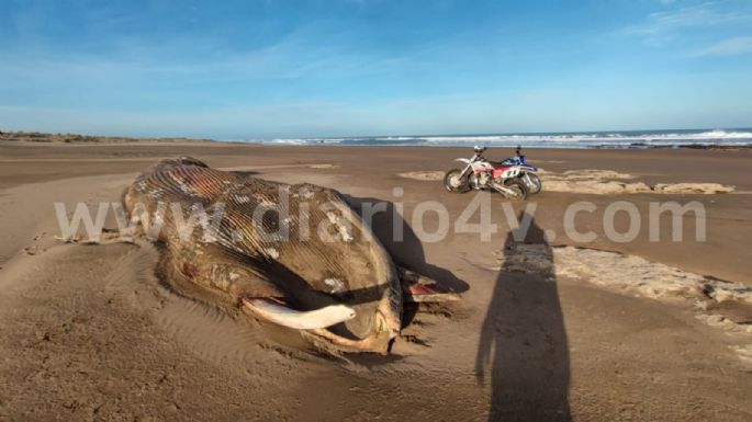 Encontraron el cadáver en descomposición de una ballena en la zona de Balneario Los Ángeles