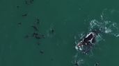 Impresionante video de dos ballenas jugando con lobos marinos en Quequén