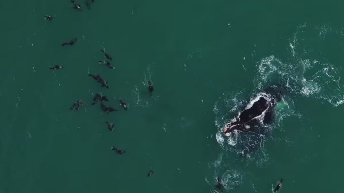 Impresionante video de dos ballenas jugando con lobos marinos en Quequén