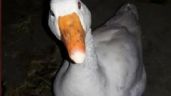 Tres Arroyos busca a Pati, un pato que fue robado de su casa