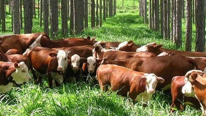 San Cayetano promueve plantaciones de árboles de resguardo para productores ganaderos