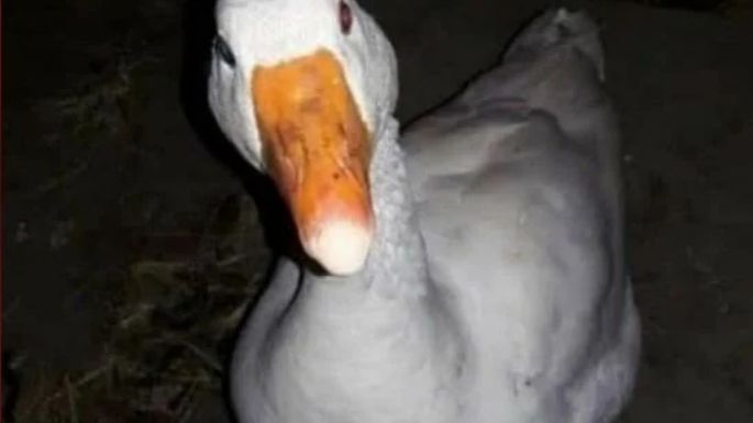 Tres Arroyos busca a Pati, un pato que fue robado de su casa