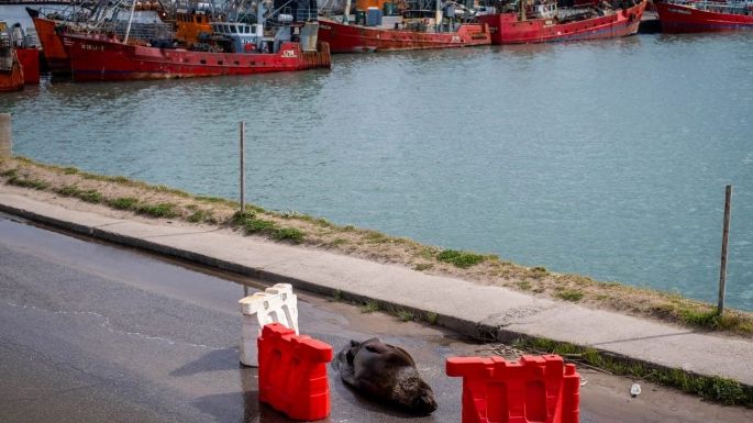 Mar del Plata: Estiman que ya murieron 120 lobos marinos y la colonia abandona el puerto