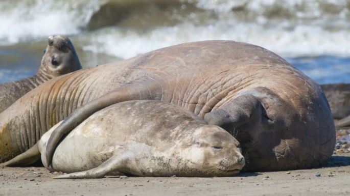 Primer caso de gripe aviar detectado en un elefante marino