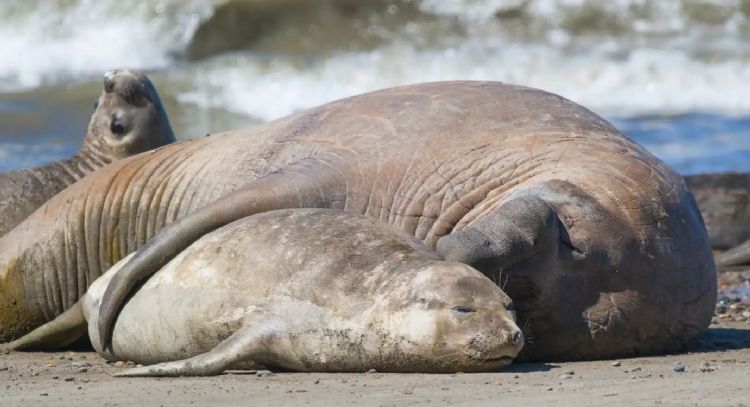 Nacen elefantes marinos en la costa bonaerense: Un fenómeno alarmante para su conservación