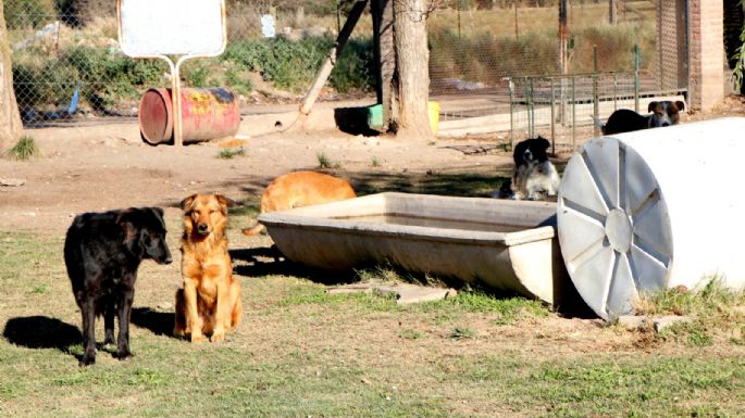 Crece la perrera municipal en San Cayetano y llaman a una tenencia responsable