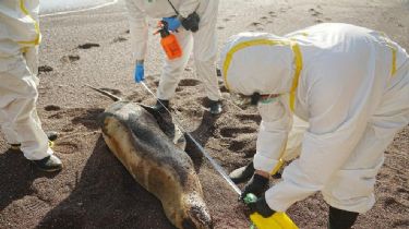Uruguay confirmó un primer caso de gripe aviar en lobos marinos