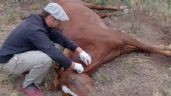 Hay un caso sospechoso de Encefalitis Equina en Necochea