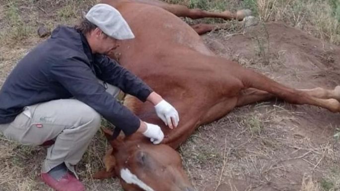 Hay un caso sospechoso de Encefalitis Equina en Necochea