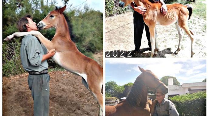 Buscaban a dos caballos robados de la Av. Circunvalación y los encontraron descuartizados