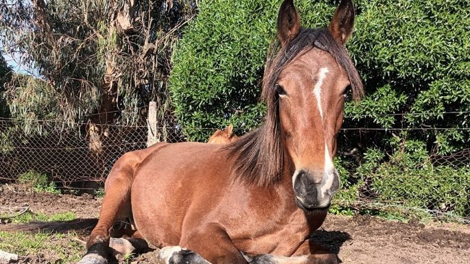 Buscaban a dos caballos robados de la Av. Circunvalación y los encontraron descuartizados