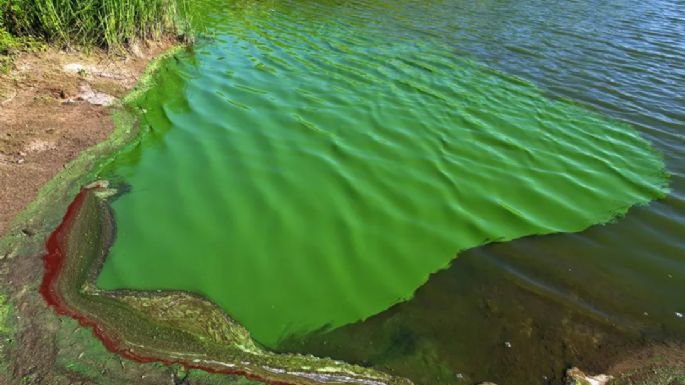 Alerta roja: El mapa de las lagunas bonaerenses afectadas por cianobacterias