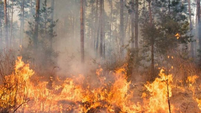 Incendio de proporciones desafía a los equipos de emergencia en campos de La Mora y Moromar