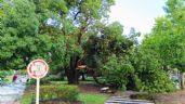 Temporal trágico en Miramar: Murió un menor golpeado por un árbol