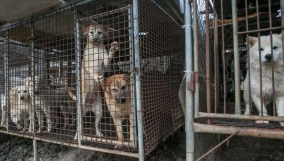 Corea del Sur prohibirá el consumo de carne de perro desde 2027