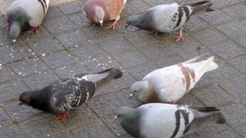 Denuncian que hay una matanza de aves en curso por todo el centro de la ciudad