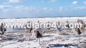 En medio de un alerta por crecidas de la costa, el mar llegó hasta las sombrillas de los balnearios