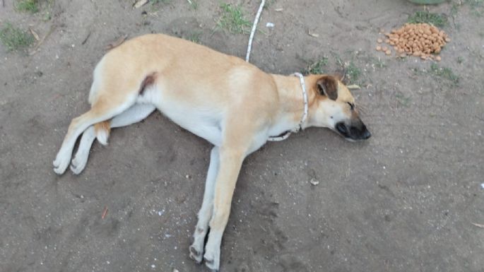 Perro suelto mordió a dos personas en la playa y los Guardavidas tuvieron que someterlo