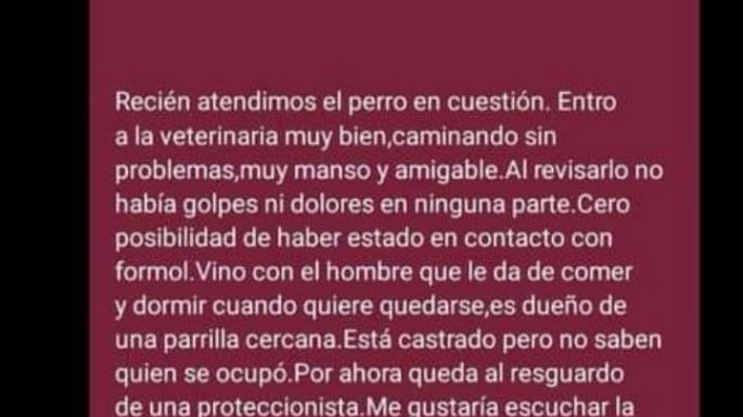 El veterinario que atendió al perro “Rubio” dijo que no encontró indicios de golpes ni de uso de formol