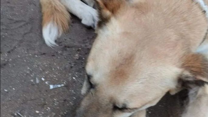 El veterinario que atendió al perro “Rubio” dijo que no encontró indicios de golpes ni de uso de formol