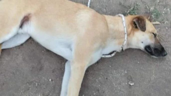 El veterinario que atendió al perro “Rubio” dijo que no encontró indicios de golpes ni de uso de formol