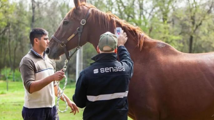 La Provincia reportó un caso de encefalitis equina en Necochea